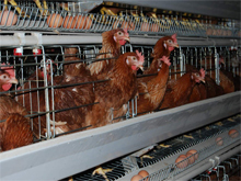 battery cage